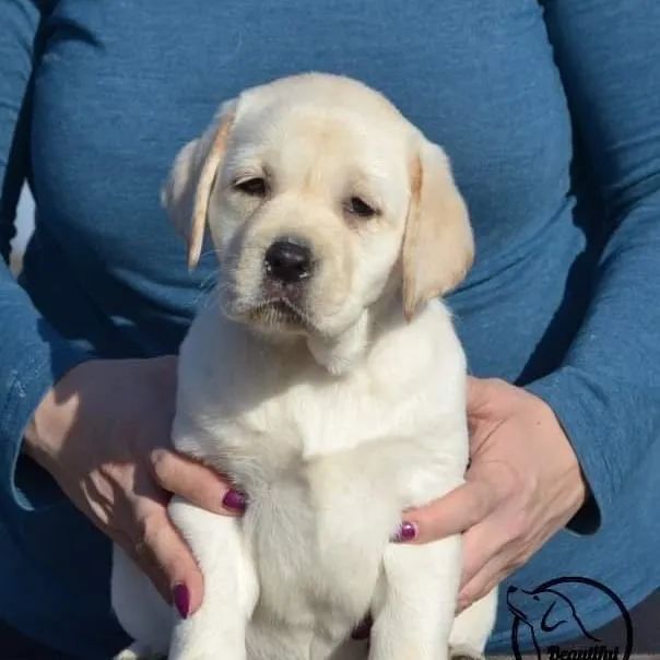 Labrador Filhote - Dócil e Carinhoso! - Foto 3