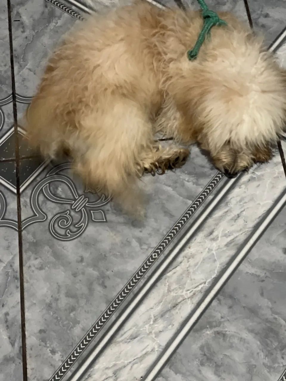 Cachorrinho poodle - Foto 2