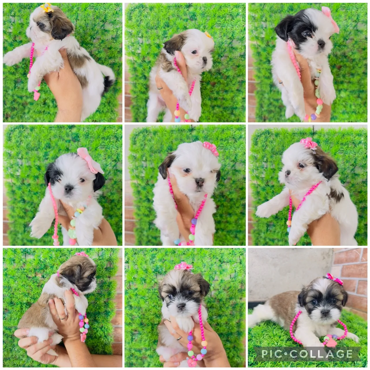 Lindas filhotes de shih tzu fêmeas - Pais são meus