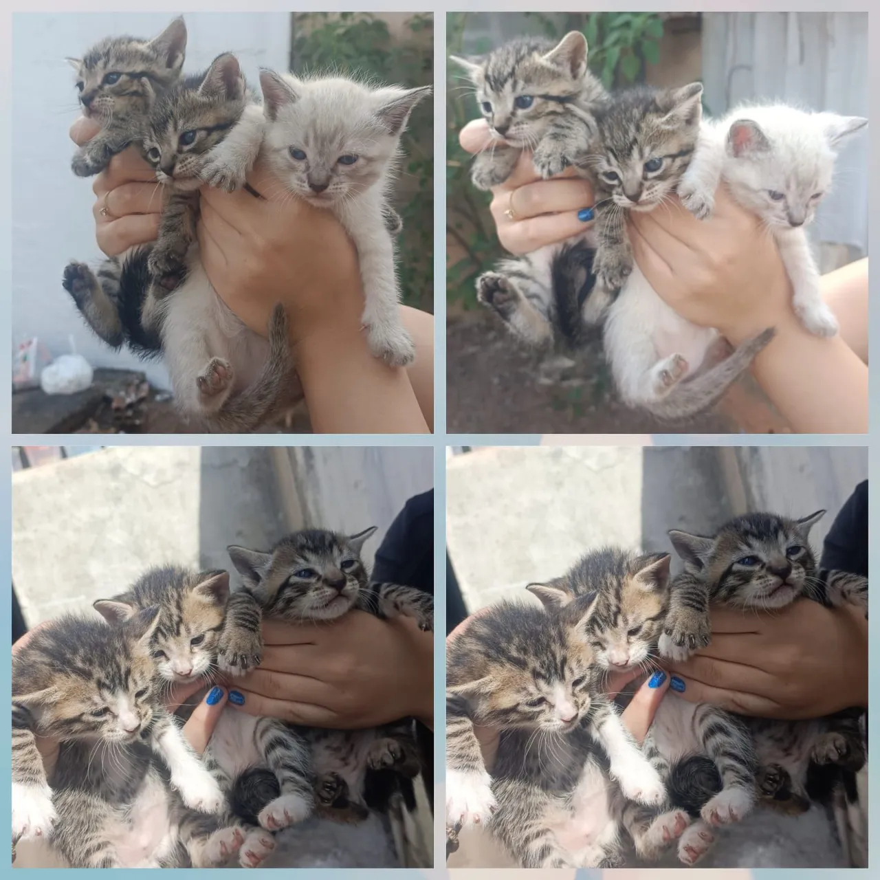 Gatinhos filhotes para adoção lindos