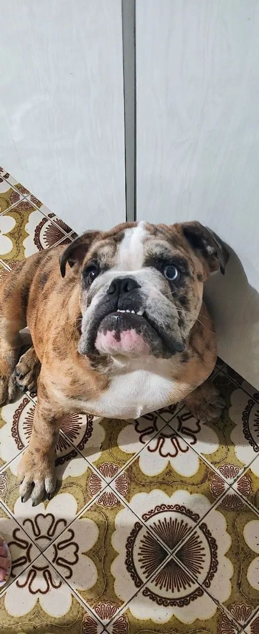 Filhote de Bulldog Inglês (Adoção especial!) - Foto 2