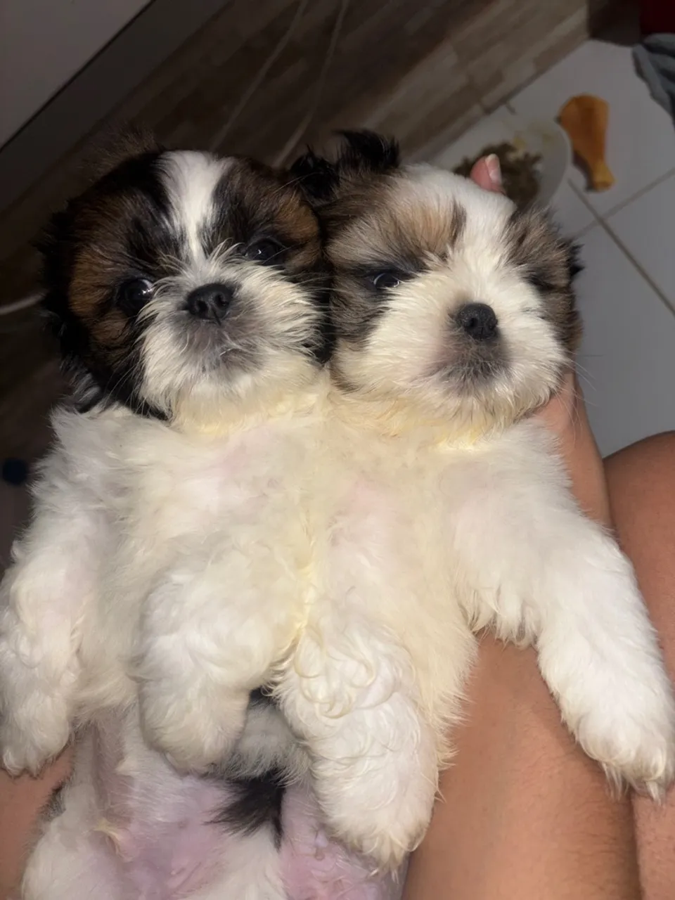 Filhotes de Shih Tzu Lindíssimos!
