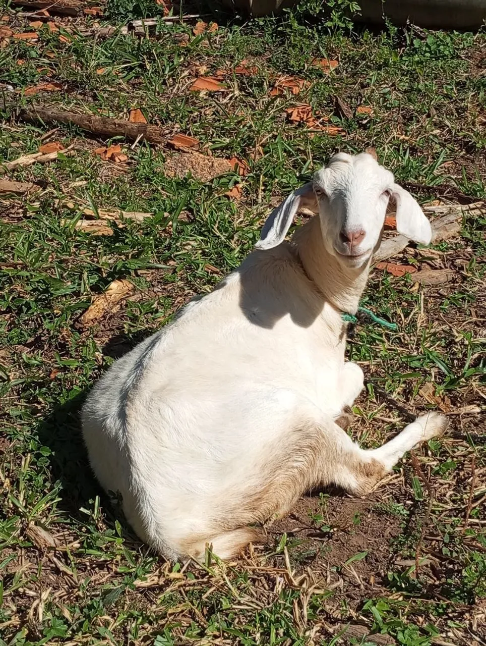 Cabras