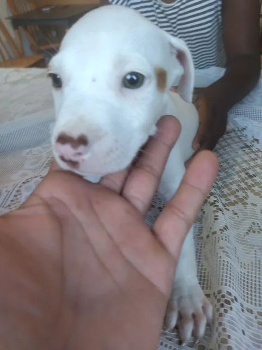 Pitbull filhotes - Fofo e Brincalhão - Foto 6