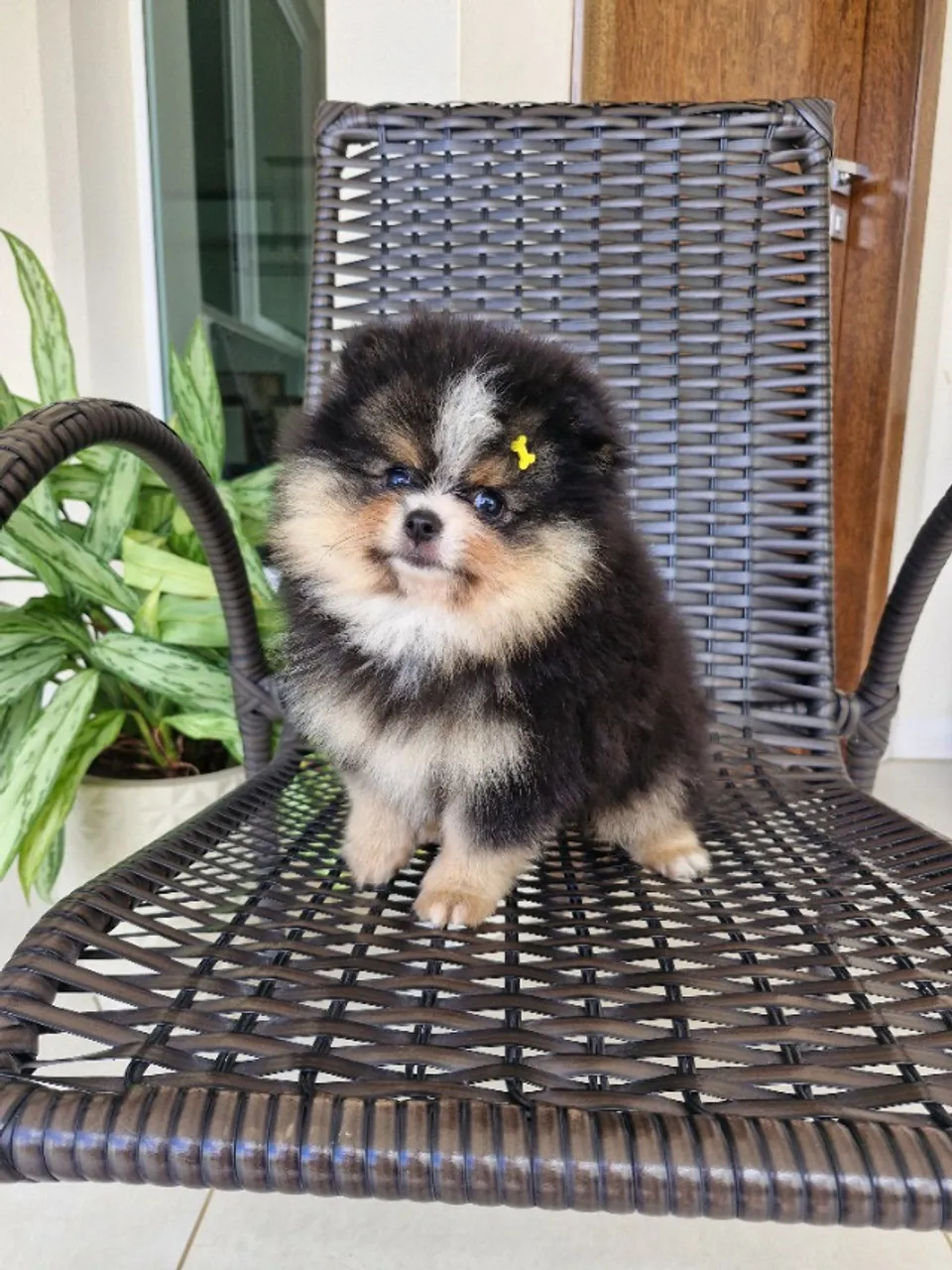Spitz alemao-lulu da pomerania Macho