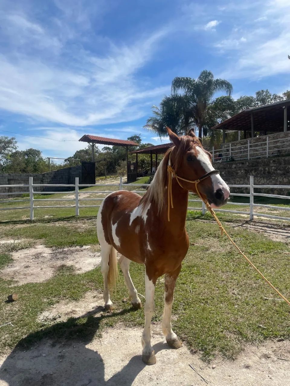 Cavalo mangalarga machador - Foto 4