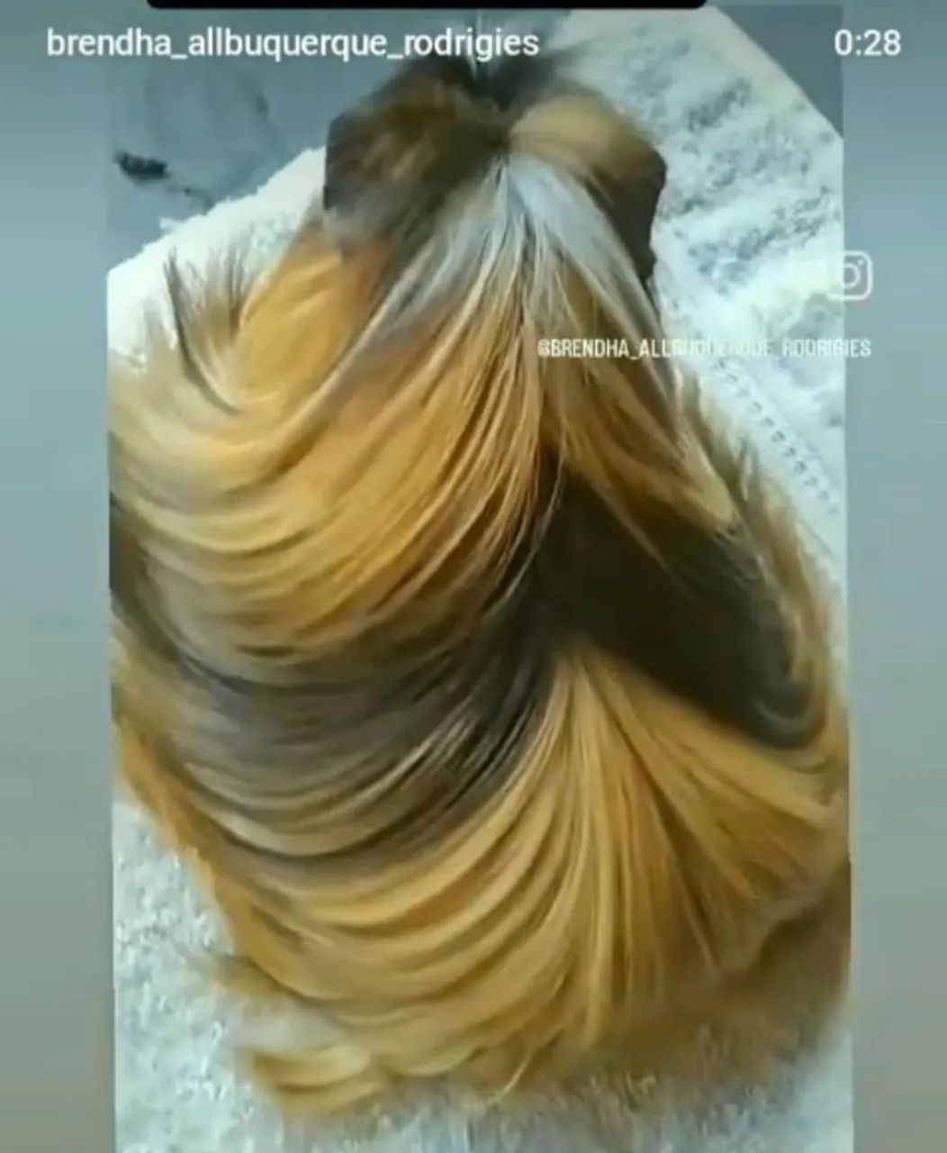 Porquinho da Índia (Coronet pelo longo) - Foto 2