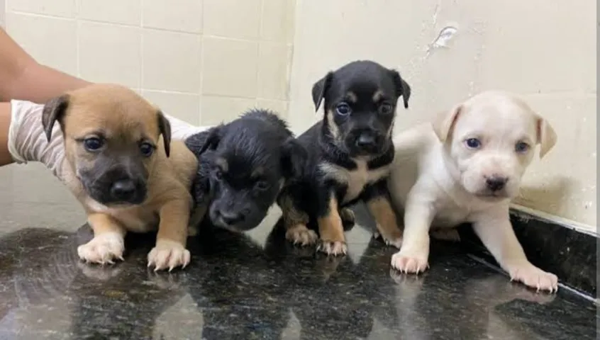 Cachorros para adoção, pois não tenho condições de criar todos