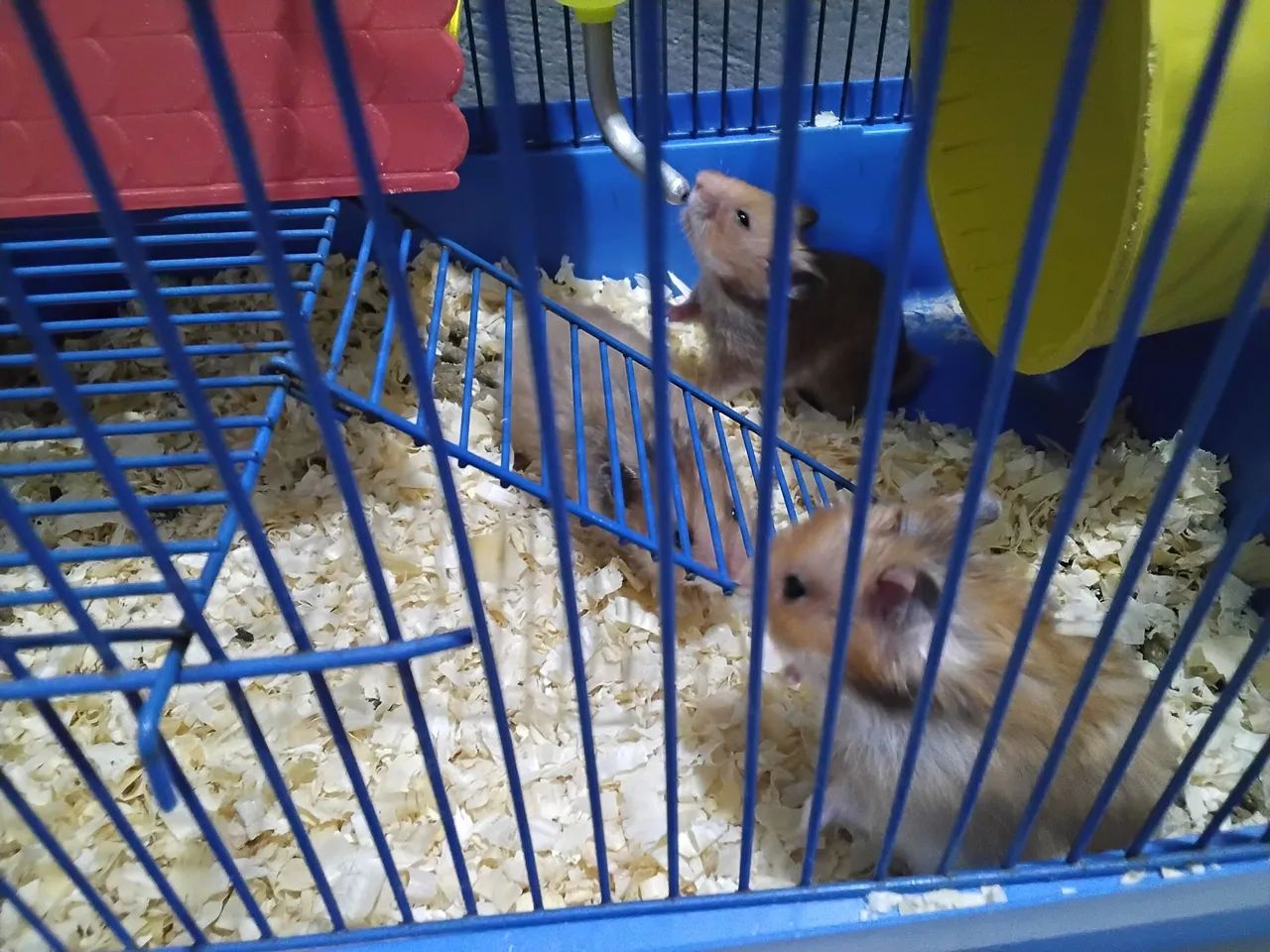 Hamsters sírios fofinhos ! - Foto 3