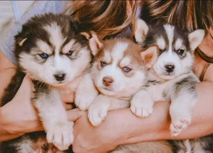 Filhotes de Husky Siberiano - Foto 6