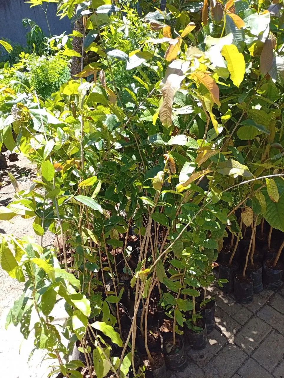 Mudas de Dedaleiro 