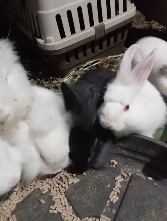 Lindos filhotes Head Lion - Foto 6