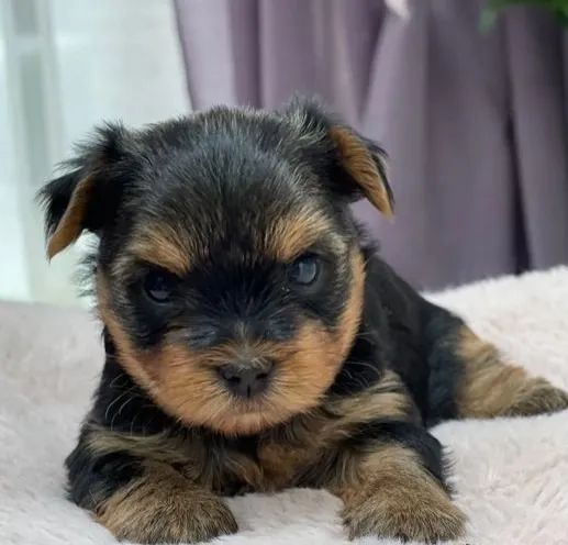 Yorkshire: O Companheiro Ideal para Todas as Idades