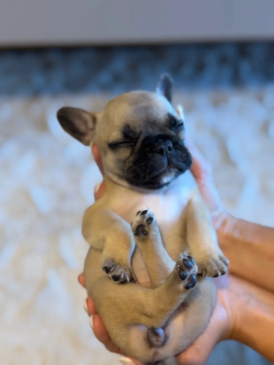 Filhote Bulldog francês