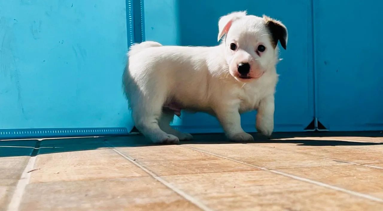Filhotes Jack Russell Terrier Machos - Foto 2