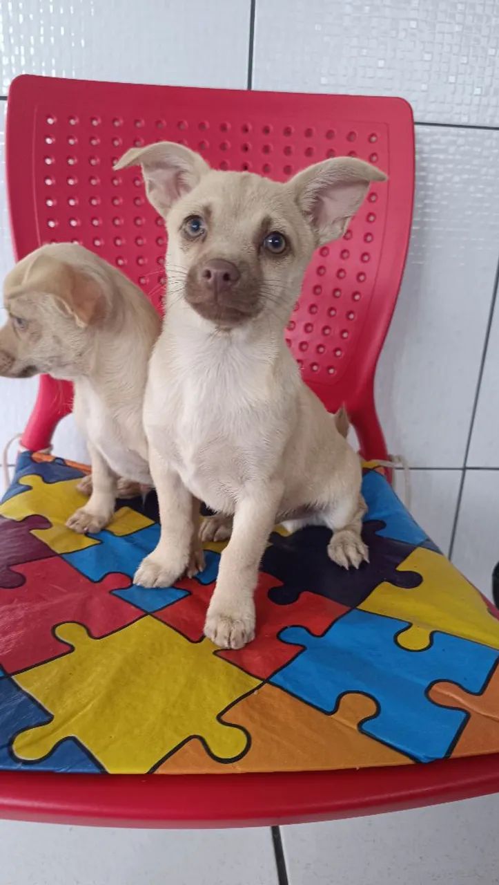 Machinho pinscher com chihuahua 