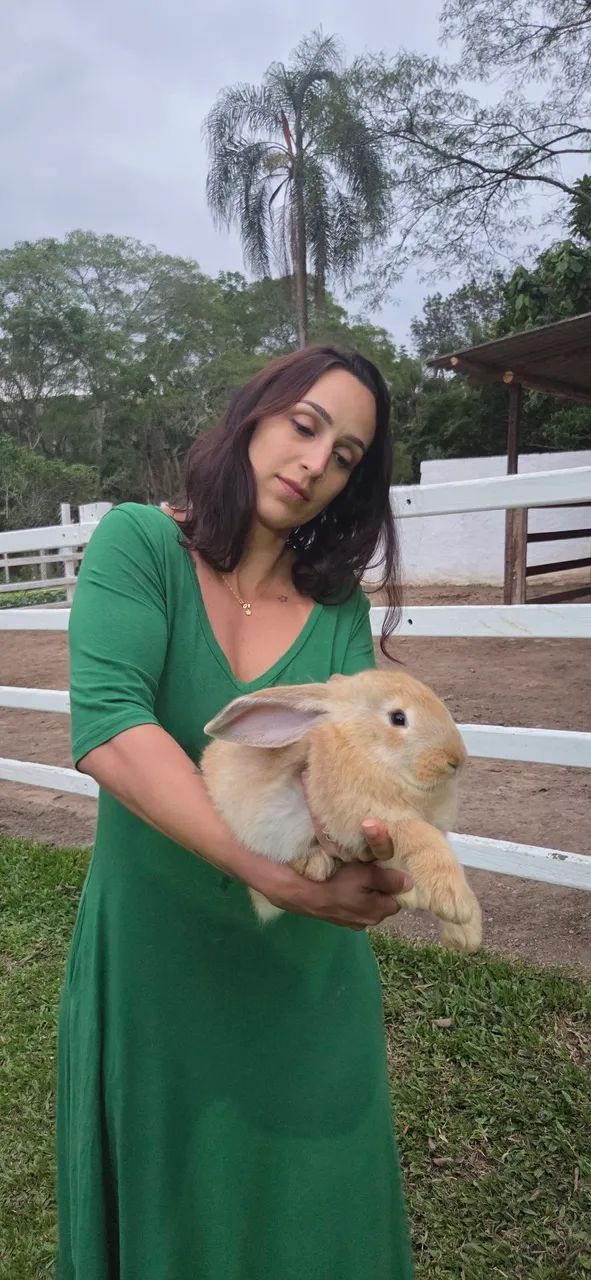 Coelho gigante de flandres - Foto 6