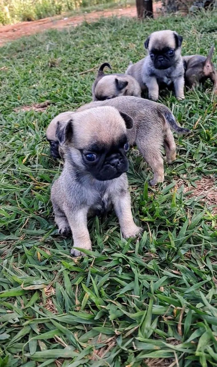Pug