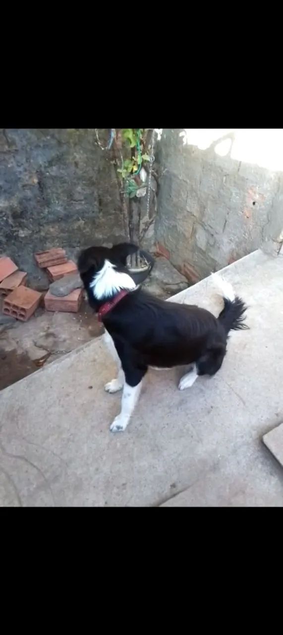 Border Collie - Cão a venda - Foto 3