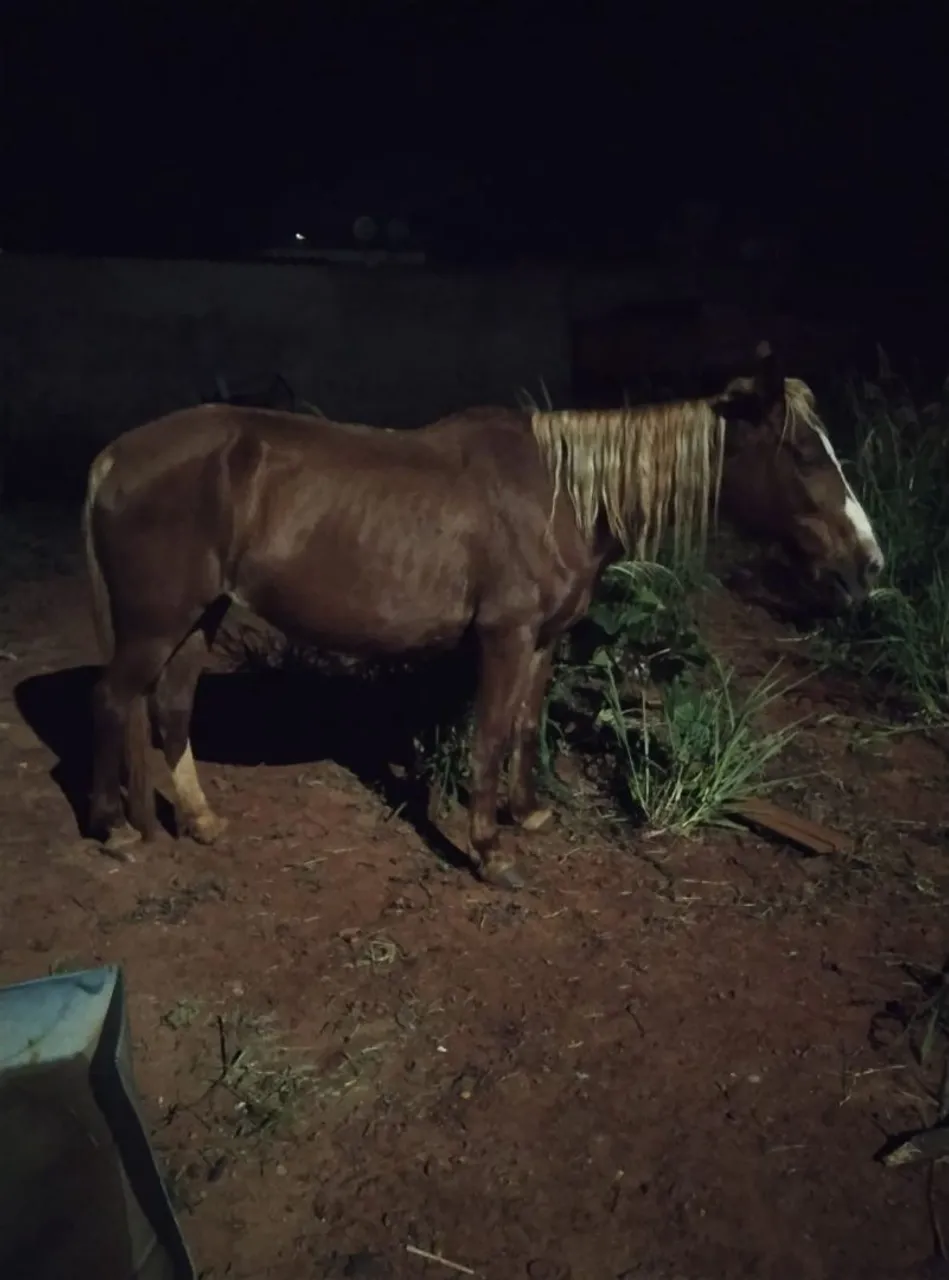 Égua para venda, manda de criança andar, boa de marcha boa de boca TMB