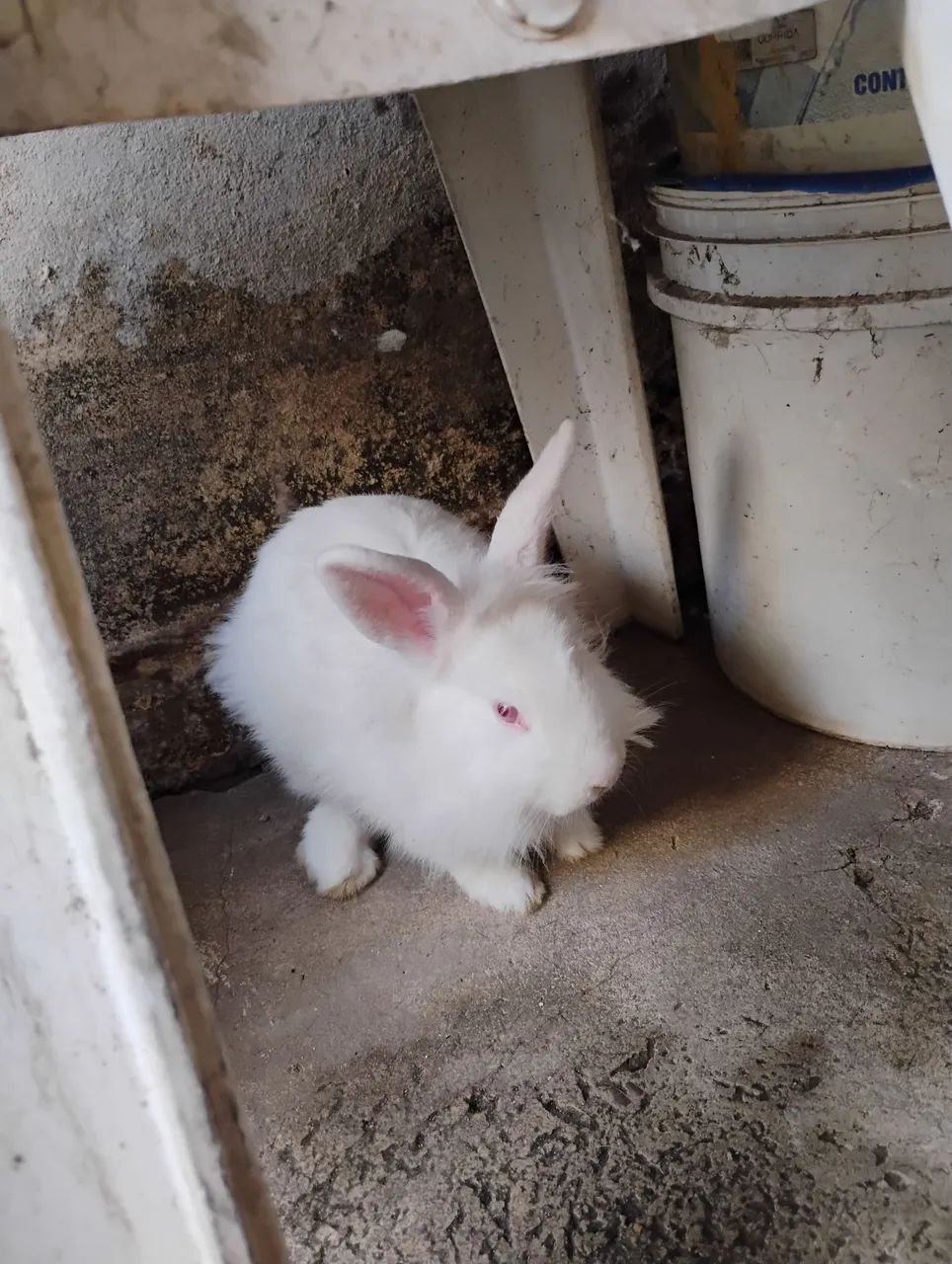 Coelhinho branco - Foto 2