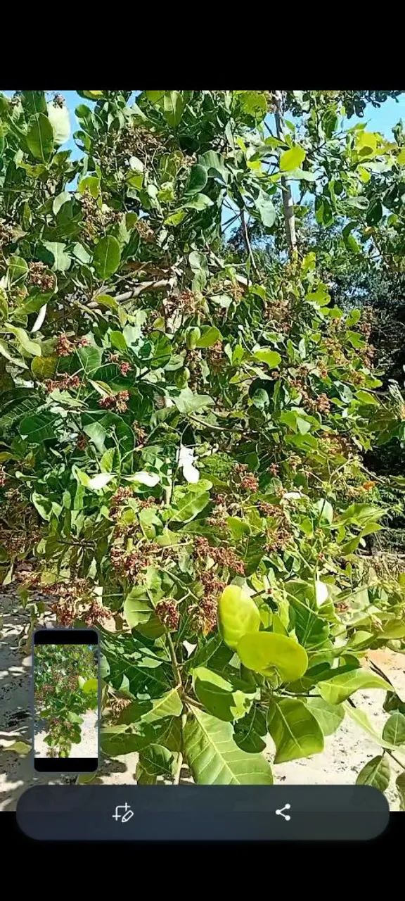 Vendo uma casa em Alter do chão  - Foto 2