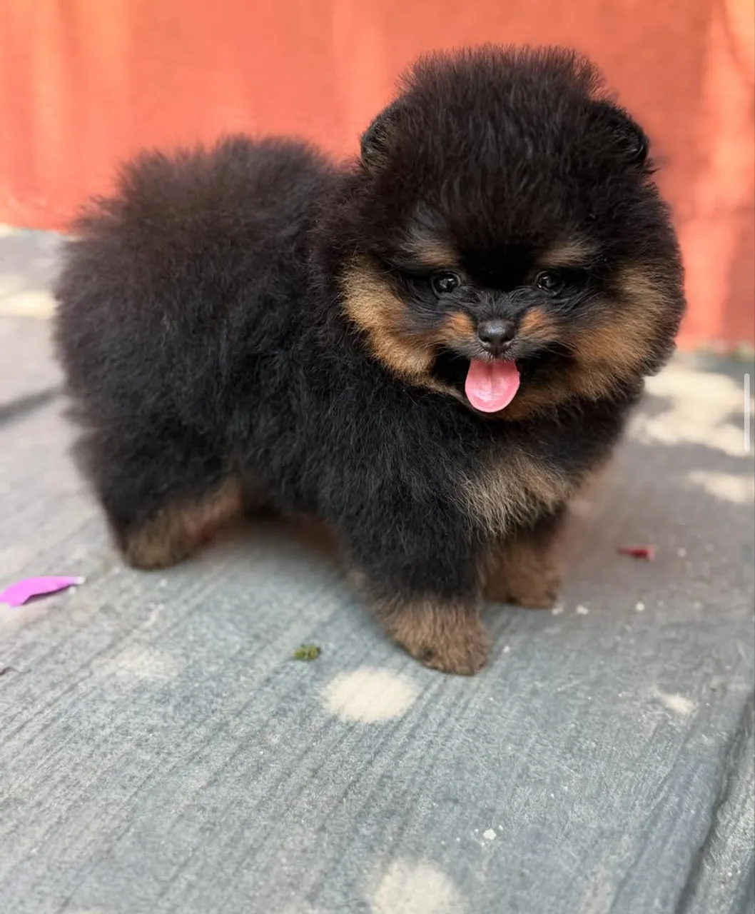 Spitz alemão /Ursinho /Filhotes Pomeranian -Pague em até 12x