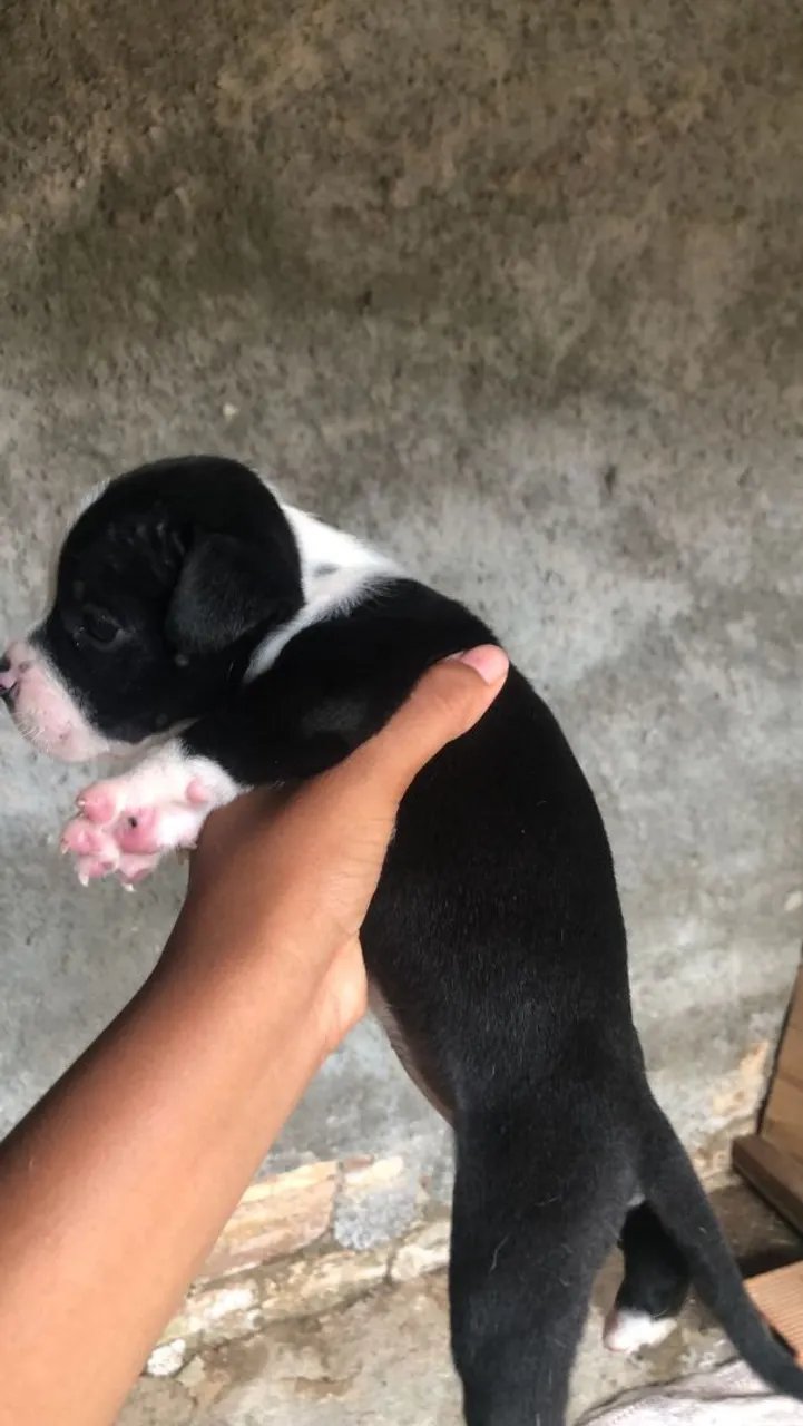Filhote de América bully pra vender