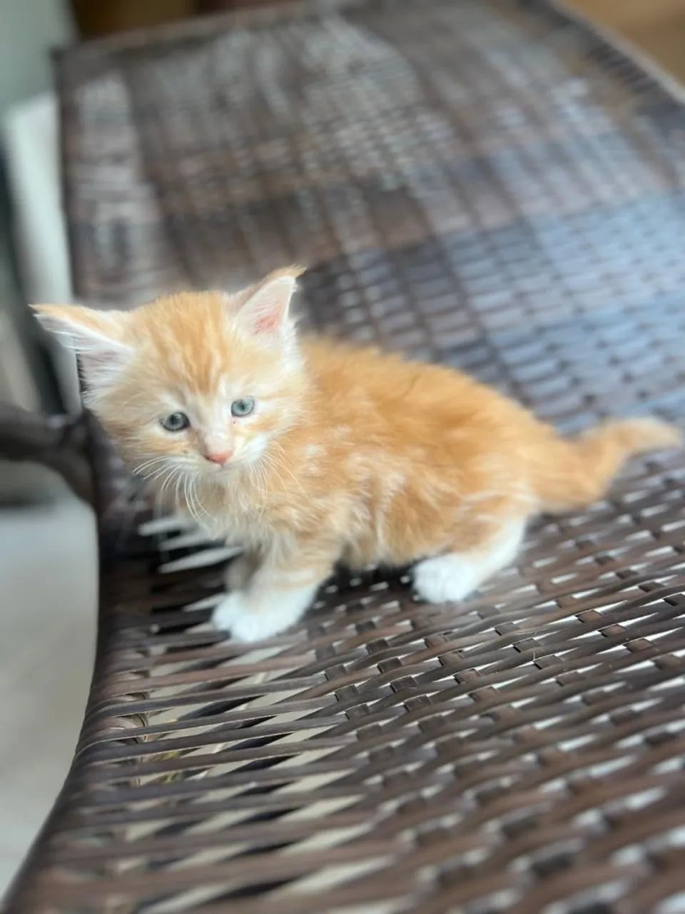 Adorável Maine coon red - Havila filhotes  - Foto 2