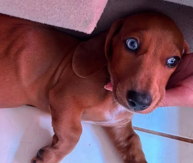 Dachshund MACHO - Salsicha - Foto 2