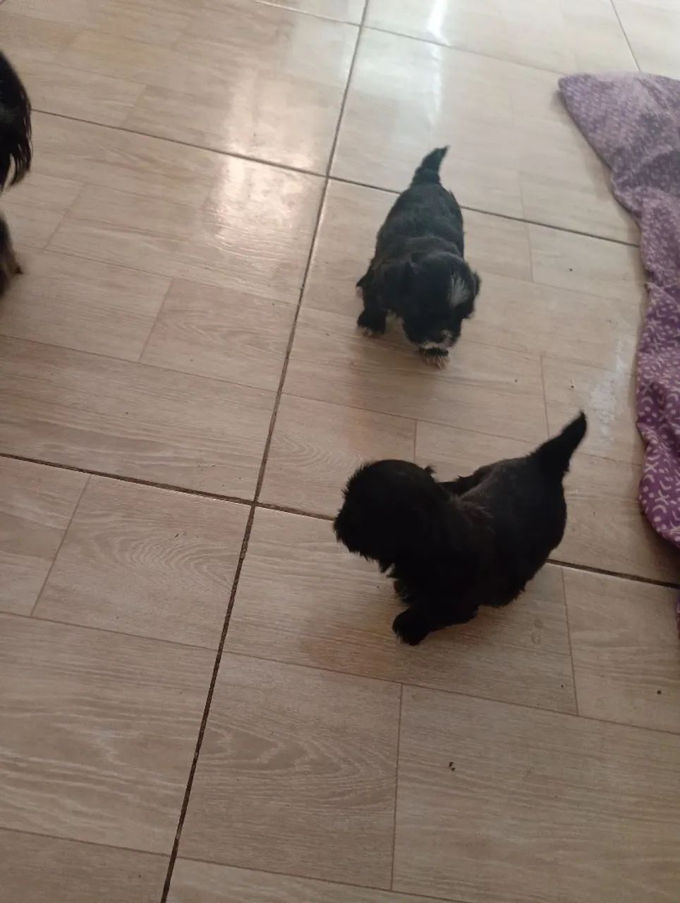 Shitzu Mini - Foto 2