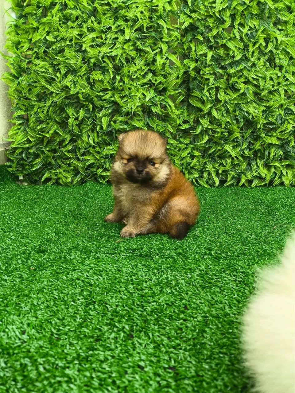 Spitz alemão - Foto 3