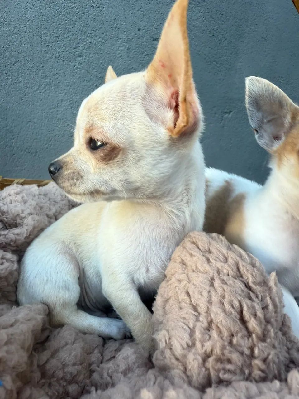 chihuahua pelo curto  - Foto 3