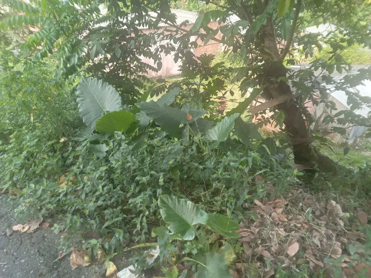Vendo terreno no fazendinha. - Foto 4