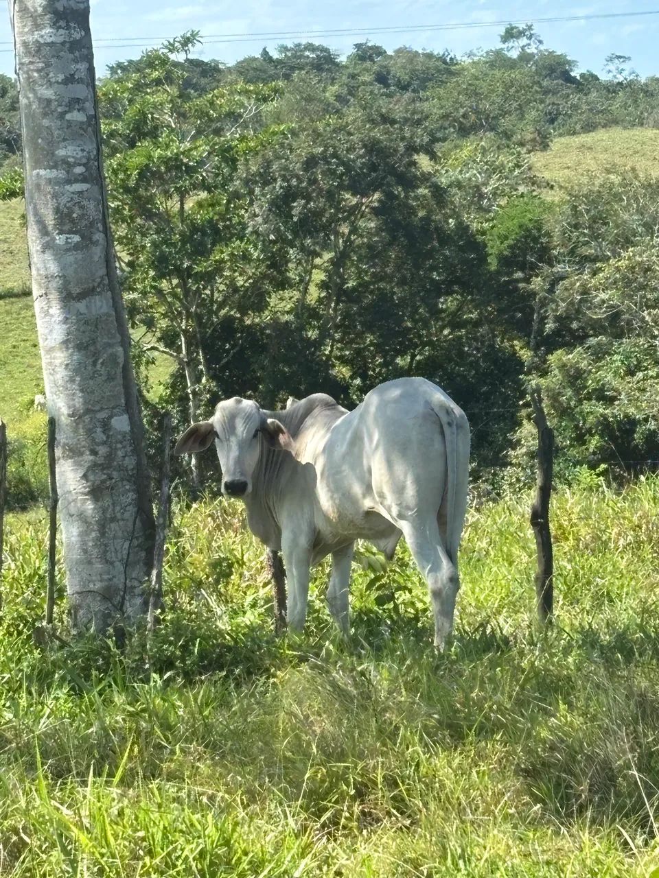 Garrotes  - Foto 4