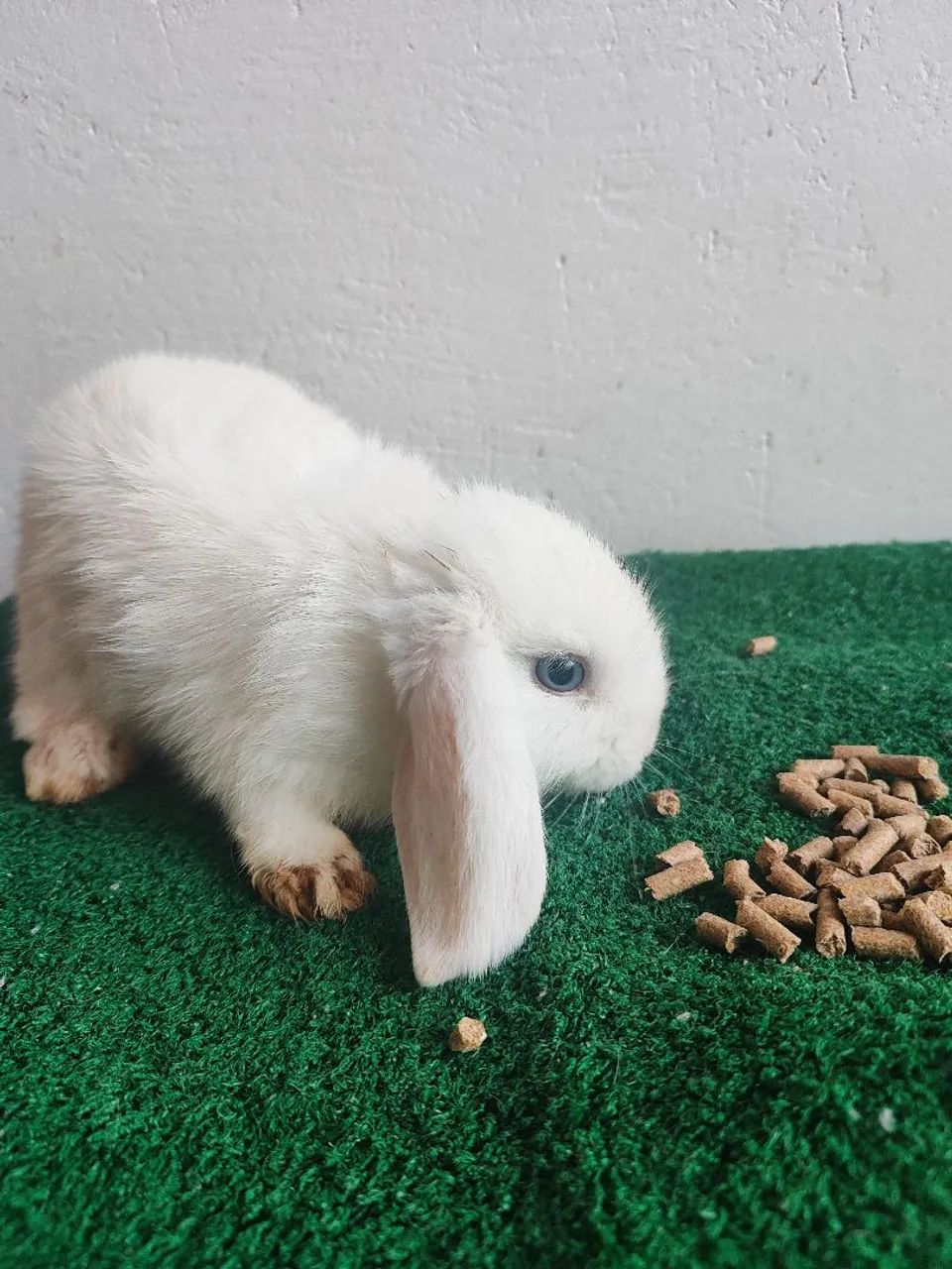 Coelho mini lop - Foto 2