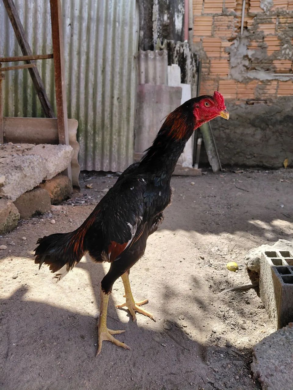 Frango shamo puro - Foto 5