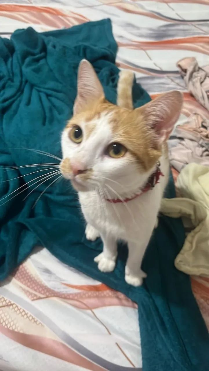 2 gatinhos macho  - Foto 5