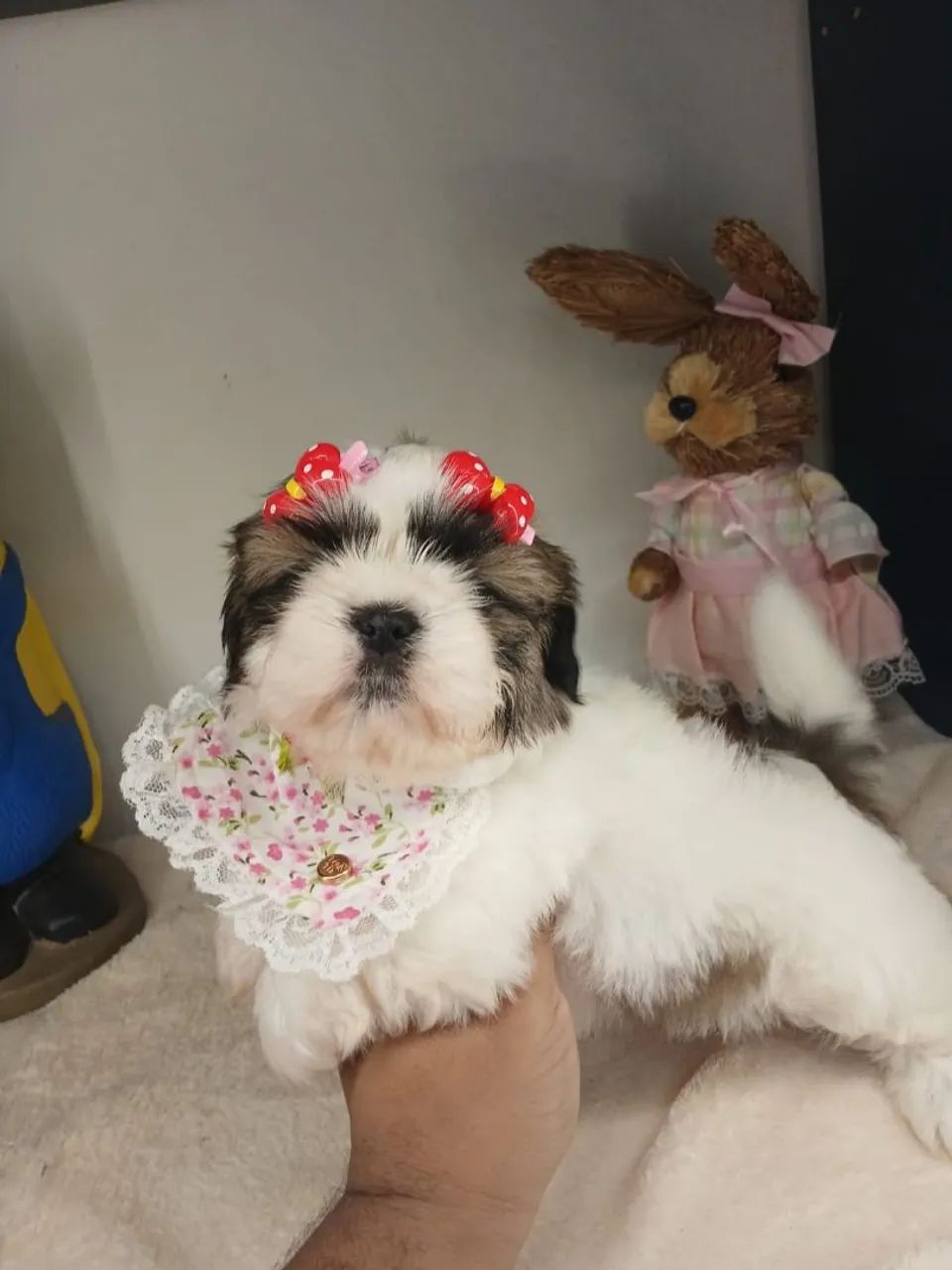 SHIH TZU Fêmea 