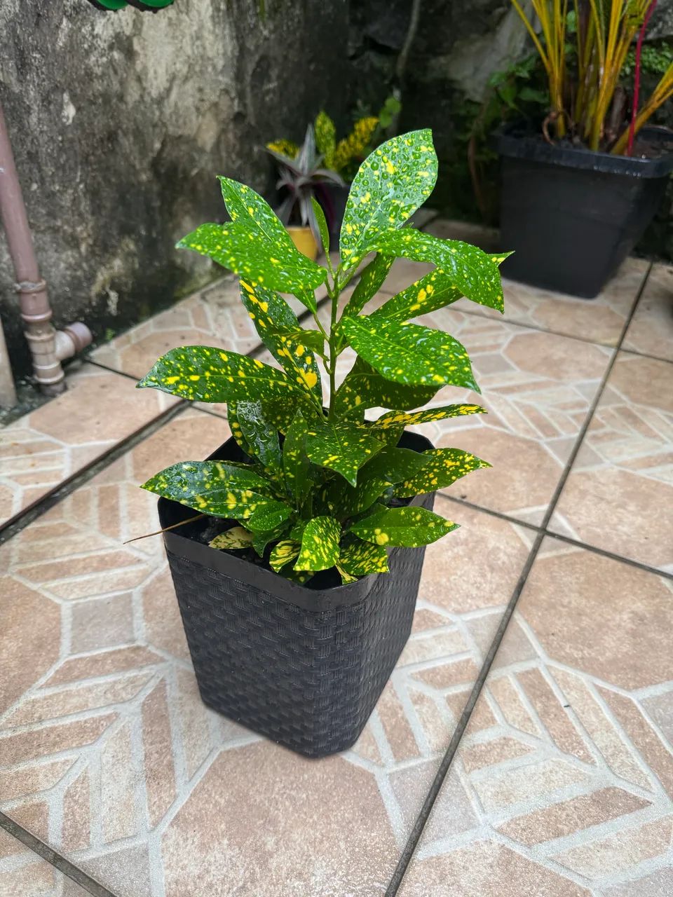 Planta brasil - Foto 2