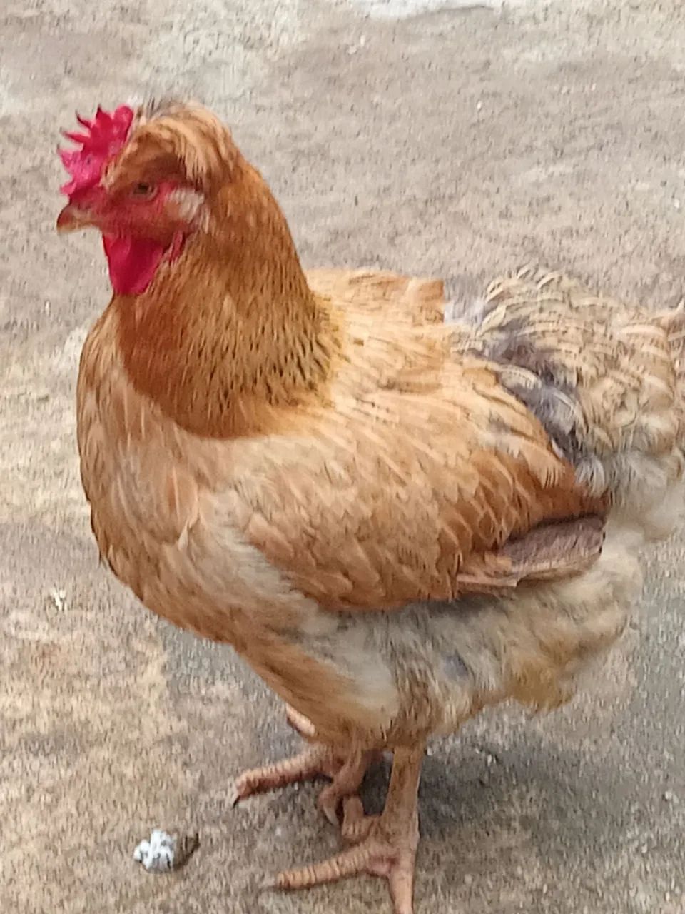 GALINHAS GSB BALÃO 