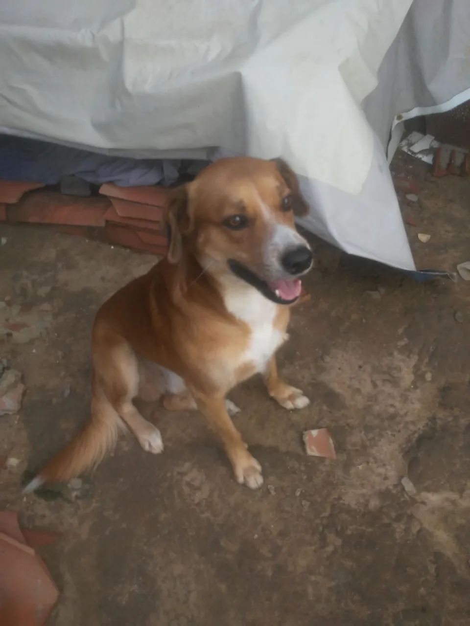 Doação de   E cachorro ?  caça  também   - Foto 3