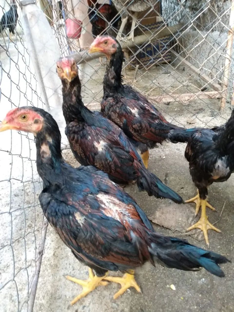 Frango Tailandes  - Foto 3