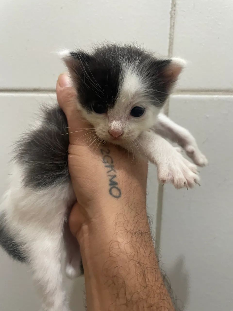 Gatinhos para adoção responsável - Foto 6