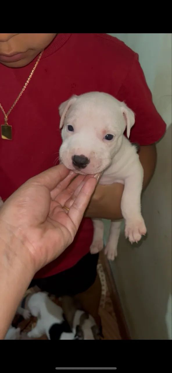Filhote de pit bull - Foto 3