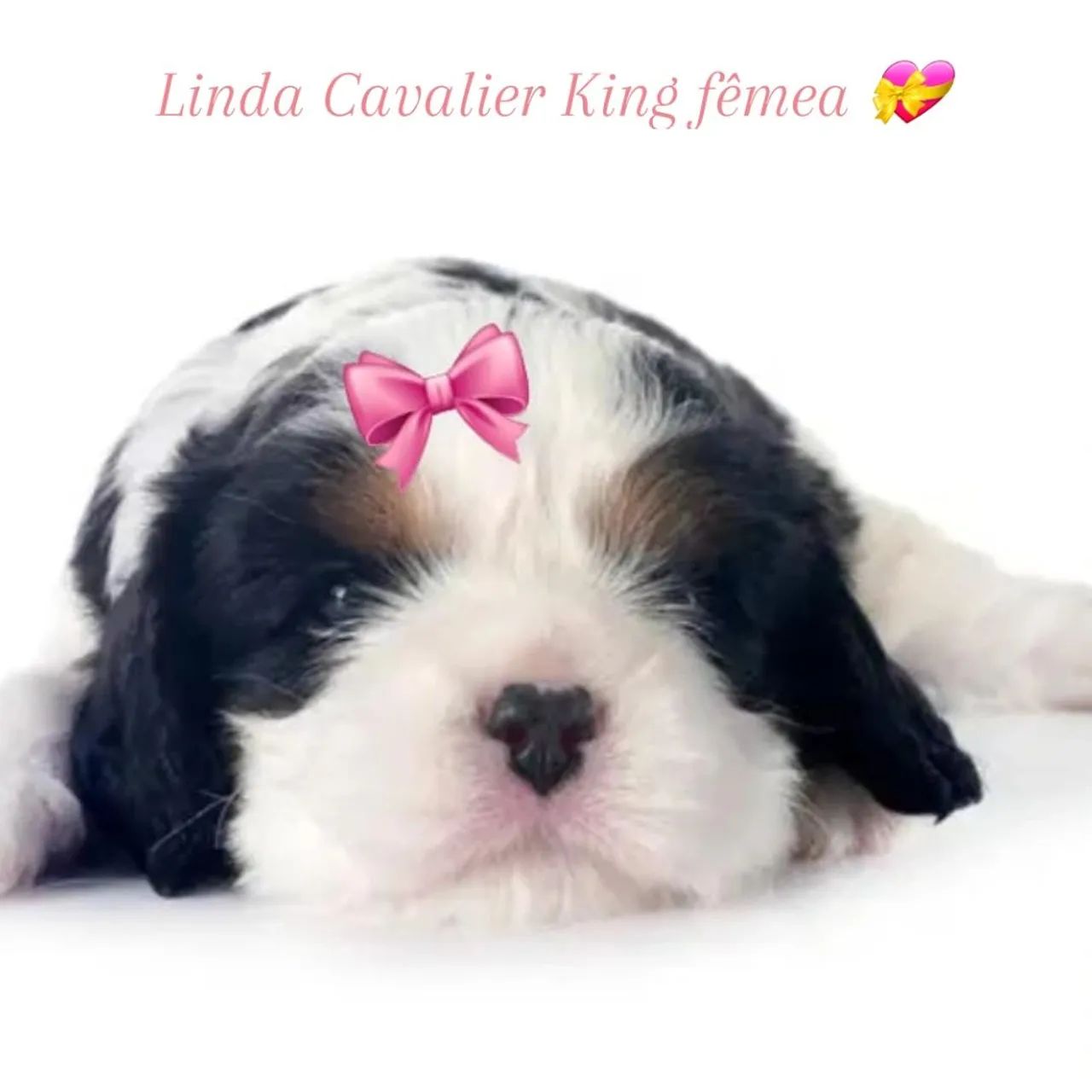 Cavalier King macho e fêmea  - Foto 3