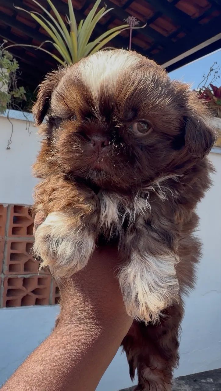 Shihtzu macho chocolate