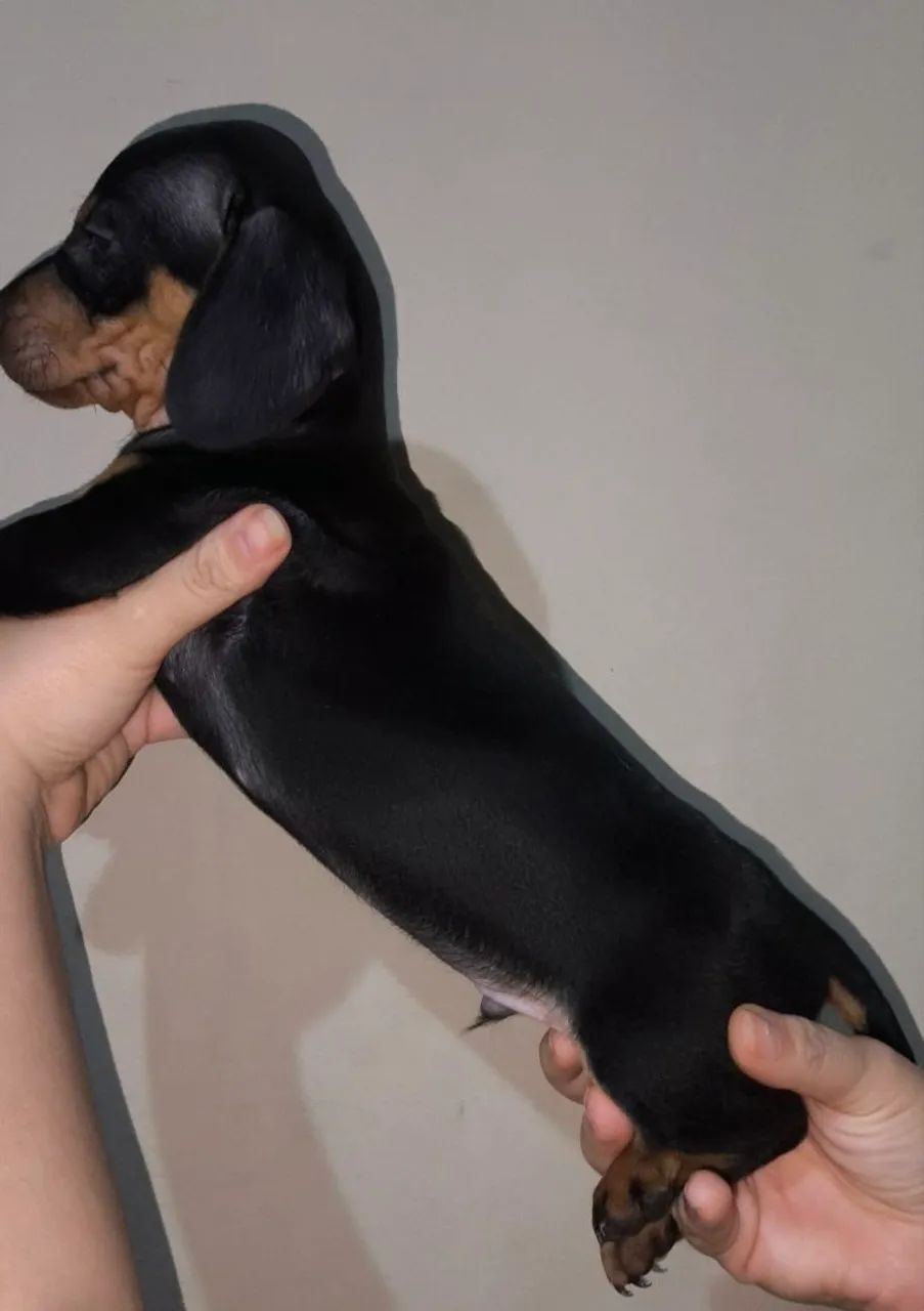 Lindo machinho dashboard Cofap 