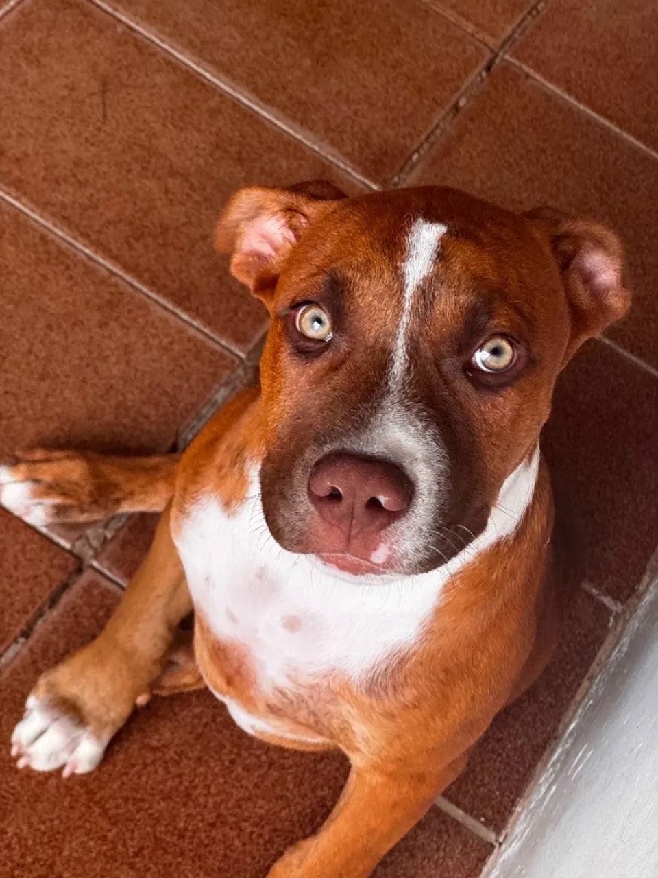 Cachorro Pitibul 