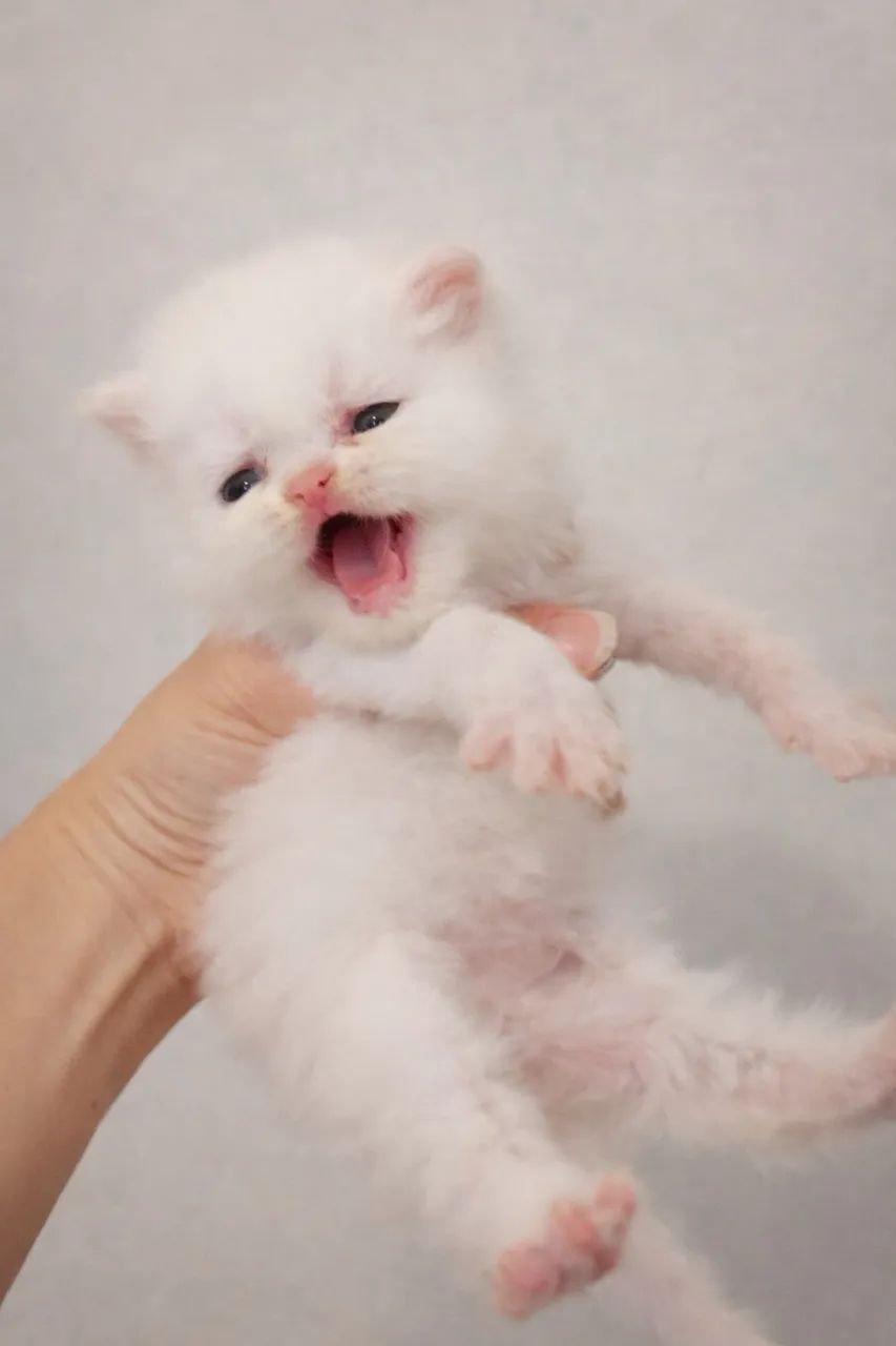 Gata persa hembra65203909154691121